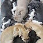 Dog Product Reviews Foster Litter