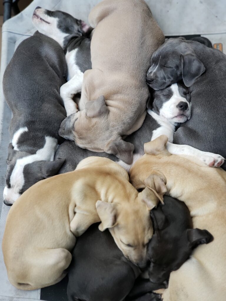 Dog Product Reviews Foster Litter