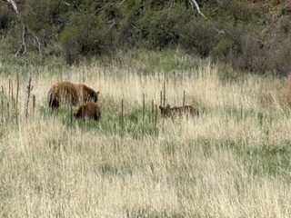 Mama bear and cubs near road to Mesa Verde National park